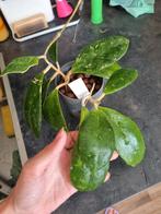 Hoya juannguoana, Huis en Inrichting, Kamerplanten, Ophalen of Verzenden, Overige soorten, Minder dan 100 cm