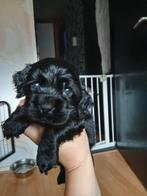 Amerikaanse cocker spaniel pups,, 8 tot 15 weken, Meerdere, Meerdere dieren, Spaniël