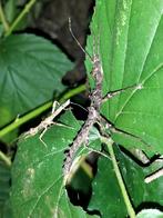 Wandelende takken van Sungaya inexpectata (nimfen)., Dieren en Toebehoren, Insecten en Spinnen, Wandelende tak