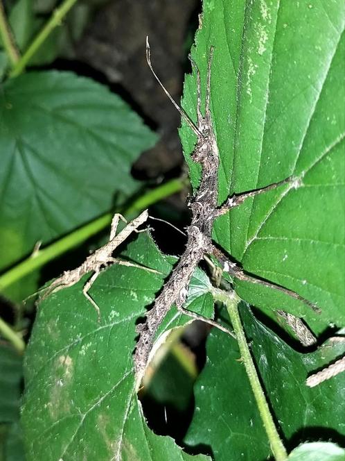 Wandelende takken van Sungaya inexpectata (nimfen)., Dieren en Toebehoren, Insecten en Spinnen, Wandelende tak