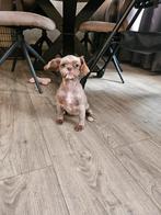 Mooie lieve shihtzu teefje, Dieren en Toebehoren, Honden | Chihuahua's en Gezelschapshonden, 15 weken tot 1 jaar, Overige rassen