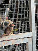 Sint helenafazantje pop, Dieren en Toebehoren, Vrouwelijk, Tropenvogel