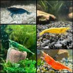 Garnalen: groen, geel, blauw & rood, Kreeft, Krab of Garnaal, Zoetwatervis, Schoolvis