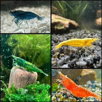 Garnalen: groen, geel, blauw & rood beschikbaar voor biedingen