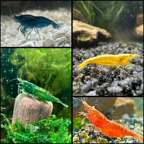 Garnalen: groen, geel, blauw & rood, Dieren en Toebehoren, Vissen | Aquariumvissen, Zoetwatervis, Kreeft, Krab of Garnaal, Schoolvis