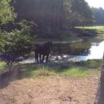 Weidegang met schuilstal, Weidegang