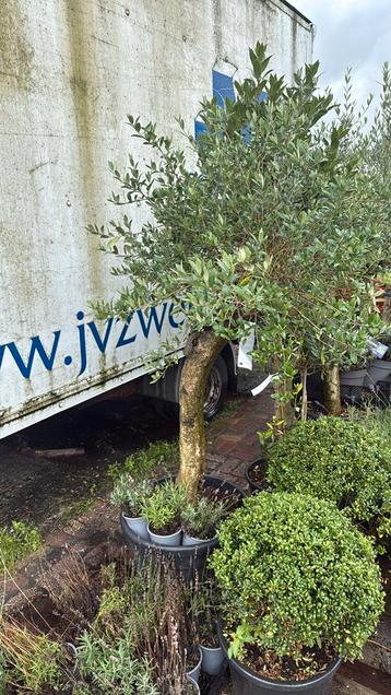 Olijfbomen vakantie aanbieding in grote pot pst super prijs beschikbaar voor biedingen