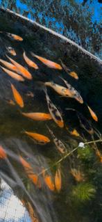 Zeer mooie Tosai koi , jonge koi uitzoeken diverse soorten!, Dieren en Toebehoren, Vissen | Vijvervissen, Karper of Koi