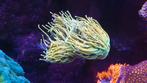 Holy grail torch zeewater zeeaquarium koraal stekken, Dieren en Toebehoren, Vissen | Aquariumvissen, Overige typen, Zoutwatervis