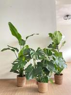 3 for 120 - Strelitzia, Monstera & Ficus FREE DELIVERY in an, Huis en Inrichting, Kamerplanten, Verzenden, Overige soorten, Halfschaduw
