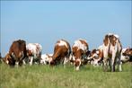 Melker/Melkster gezocht!, Vacatures, Vacatures | Landbouw, Natuur en Milieu, Overige vormen