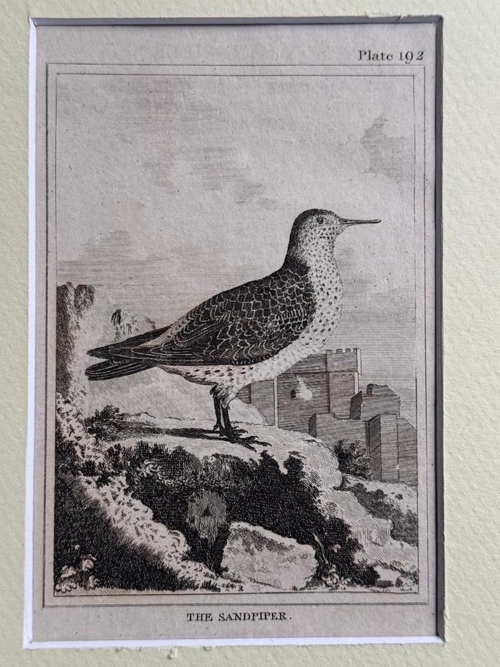 1812 - ets - Strandloper / Sandpiper, Antiek en Kunst, Kunst | Etsen en Gravures, Ophalen of Verzenden