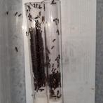 Camponotus lateralis 1q 750-800w | mieren ants mierenkolonie, Dieren en Toebehoren, Mieren