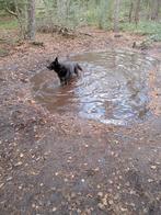 Duitse herder reu, Reu, Eén hond, 3 tot 5 jaar, Nederland