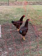 Rhode island Red, Haan, Dieren en Toebehoren, Pluimvee, Mannelijk, Kip