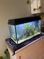 Juwel Aquarium, Dieren en Toebehoren, Ophalen, Zo goed als nieuw, Gevuld zoetwateraquarium