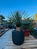 Yucca rostrata (palmlelie) in pot Capi, Tuin en Terras, Planten | Bomen, 100 tot 250 cm, Zomer, Volle zon, In pot
