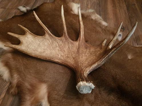 Grote Eland gewei stang 4 kilo! Robuust ter decoratie, Verzamelen, Dierenverzamelingen, Zo goed als nieuw, Gewei of Kop, Wild dier