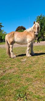 shetlander dekhengst + trekpaard merrie + friese merrie s, Dieren en Toebehoren, Paarden, Ruin, Minder dan 160 cm, Dressuurpaard
