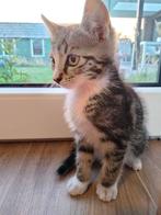 kittens, van de boerderij, Dieren en Toebehoren, Katten en Kittens | Overige Katten, Kater, Kortharig, 0 tot 2 jaar
