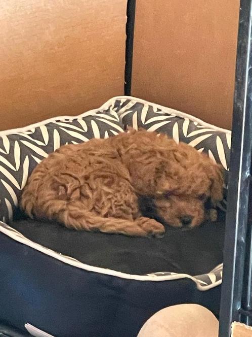 Toypoedel pup reutje, Dieren en Toebehoren, Honden | Chihuahua's en Gezelschapshonden, Reu, Poedel, Particulier, Eén hond, Nederland