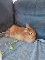 Dwerg konijn ram, Dieren en Toebehoren, Mannelijk