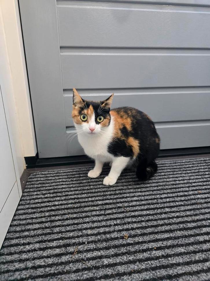 Katten, Dieren en Toebehoren, Katten en Kittens | Overige Katten, Meerdere dieren