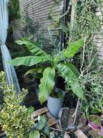 5 Bananen Planten in 1 Pot/ Tuin Bananenplant / 160+ cm, Volle zon, Vaste plant, Zomer, Ophalen
