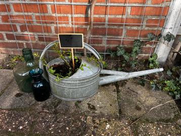 Zinken Gieter met Muntplant beschikbaar voor biedingen