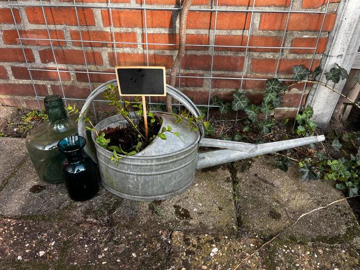 Zinken Gieter met Muntplant, Tuin en Terras, Tuinvazen, Gebruikt, Ophalen