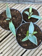 Agave, Tuin en Terras, Ophalen, Bloeit niet, Overige soorten, Volle zon
