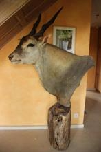 Taxidermie enorm grote afrikaanse elandantilope, Verzamelen, Dierenverzamelingen, Ophalen, Gebruikt, Wild dier, Opgezet dier