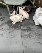 Konijnen, Dieren en Toebehoren, Pluimvee, Vrouwelijk, Kip