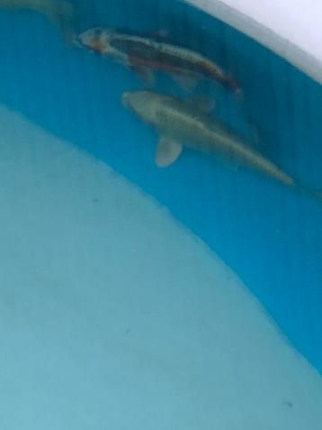 Koi mettelic, kabuto sakazumi beschikbaar voor biedingen