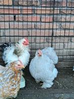 Mooi Cochin kriel haantje ( krulveer variant), Dieren en Toebehoren, Pluimvee, Mannelijk, Kip