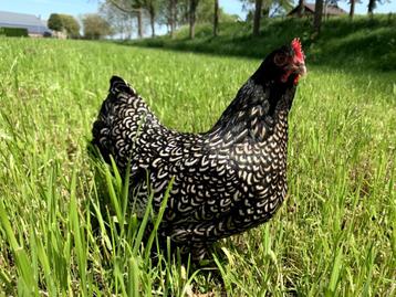 Barnevelder krielkippen zilver gezoomd hen gesekst + ingeënt beschikbaar voor biedingen