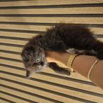 Britse korthaar kittens, Dieren en Toebehoren, Meerdere dieren, Ontwormd