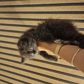 Britse korthaar kittens  beschikbaar voor biedingen