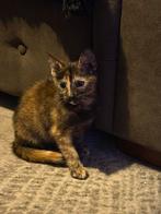 Lieve poesje, Dieren en Toebehoren, Katten en Kittens | Overige Katten, Poes, Kortharig, 0 tot 2 jaar