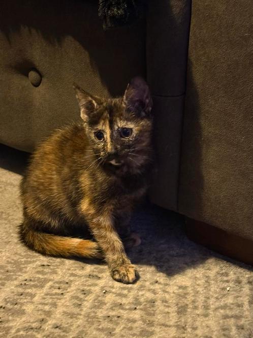 Lieve poesje, Dieren en Toebehoren, Katten en Kittens | Overige Katten, Kortharig, Poes, 0 tot 2 jaar