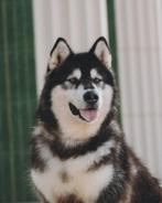 Coco, 6 jaar of ouder, Particulier, Buitenland, Teef