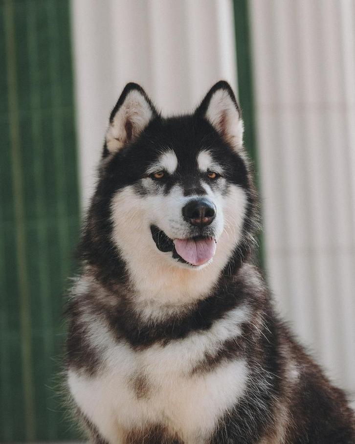 Coco, Dieren en Toebehoren, Honden | Poolhonden, Keeshonden en Oertypen, Teef, Poolhond, Particulier, Eén hond, Buitenland, 6 jaar of ouder