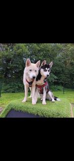 Twee.   Siberische  Husky's zoeken warm huis, Dieren en Toebehoren, Ophalen of Verzenden, Gebruikt, 110 cm of meer, 65 tot 100 cm
