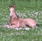 Bloedmooie VALK E pony hengstveulen uit elite sprt KWPN., Dieren en Toebehoren, Paarden, Hengst, Dressuurpaard, 0 tot 2 jaar