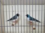 Gezocht: Zwartkop Witborst Gouldamadine pop (geringd 24/25), Ophalen, Zo goed als nieuw, Overige typen