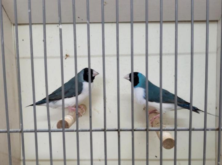 Gezocht: Zwartkop Witborst Gouldamadine pop (geringd 24/25), Dieren en Toebehoren, Vogels | Toebehoren, Zo goed als nieuw, Overige typen