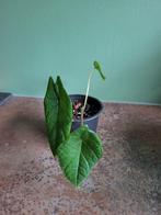Alocasia Scalprum #1, Overige soorten, In pot, Minder dan 100 cm, Groene kamerplant