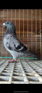 Show Racer duivin, Dieren en Toebehoren, Vogels | Duiven, Vrouwelijk, Kropper