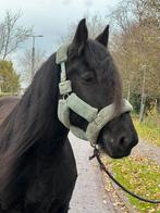 Super lieve, brave bretton kruising, merrie, 5jr, 1.68m, Dieren en Toebehoren, Paarden, Merrie, B, 3 tot 6 jaar, Recreatiepaard