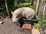 Gezocht thuis voor mini varken Otto, Dieren en Toebehoren, Mannelijk